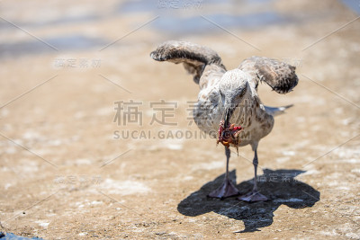 海鸥在地上吃东西