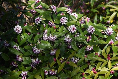 冬天达芙妮的花