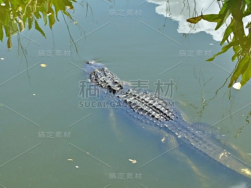 美洲短吻鳄(密西西比短吻鳄)在佛罗里达湿地游泳