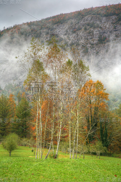 五颜六色的树与山的背景