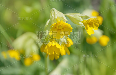 黄色的樱草花特写