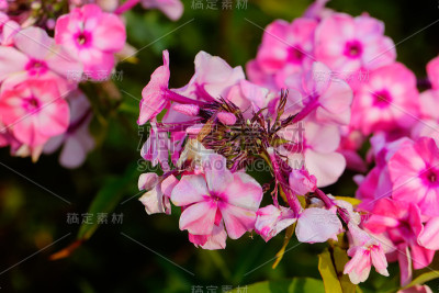 粉红色的夹竹桃。种植花。