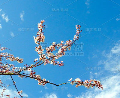 春天树开花