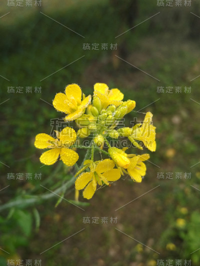 芥花