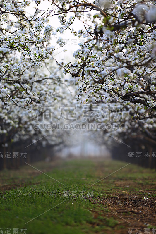 盛开的梨花，非常美丽