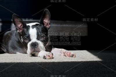 波士顿小猎犬在阳光下休息