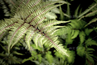 画日本蕨类植物