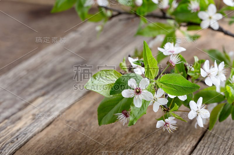 木板上的梅花枝