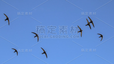 斯威夫特(Apus Apus)。