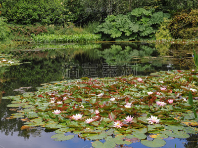 水百合(睡莲)和Gunnera manicata在湖边