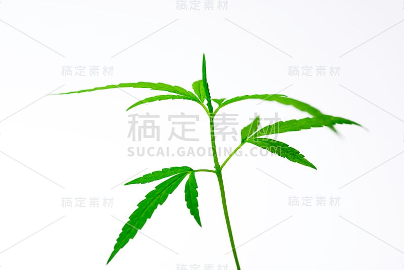 种植大麻，大麻绿色草本叶子。软的焦点。在白色的背景上