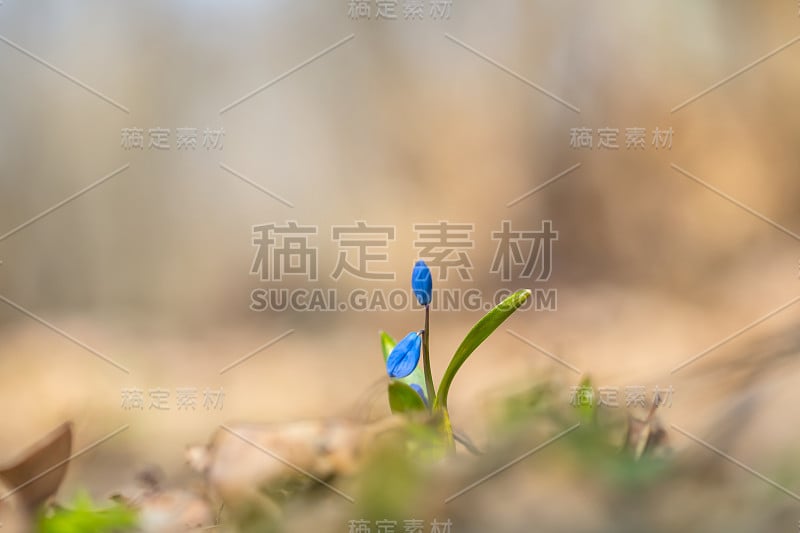 特写蓝色雪花锡拉花在森林，春天户外的背景