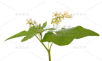 荞麦花