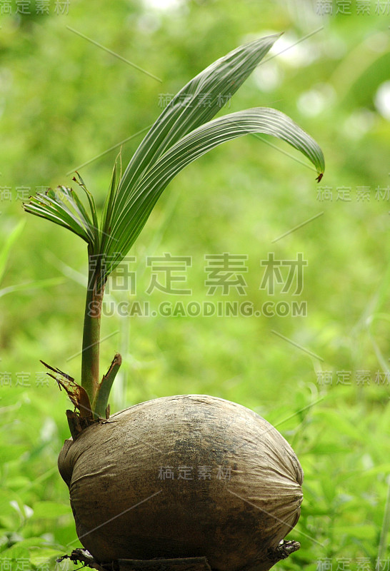 年轻的椰子