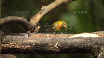 Guira唐纳雀