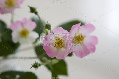 玫瑰花朵