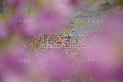 杜鹃花