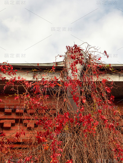 屋顶上的排水管被野葡萄的红叶围了起来。