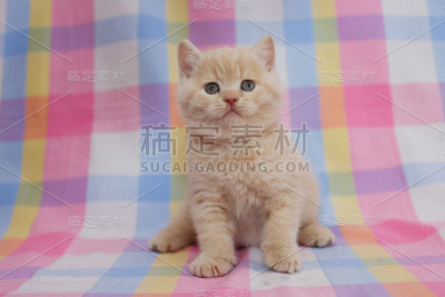 黑色背景上的小猫。