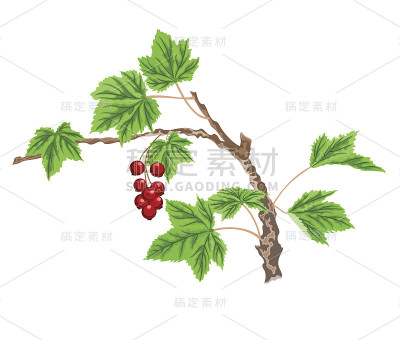 醋栗枝和红色浆果