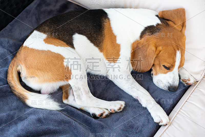 比格尔犬睡在室外花园的沙发上