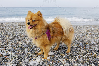 让狗在散步