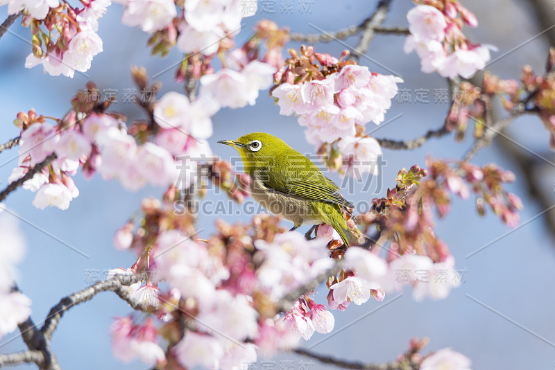 日本白眼和樱花树