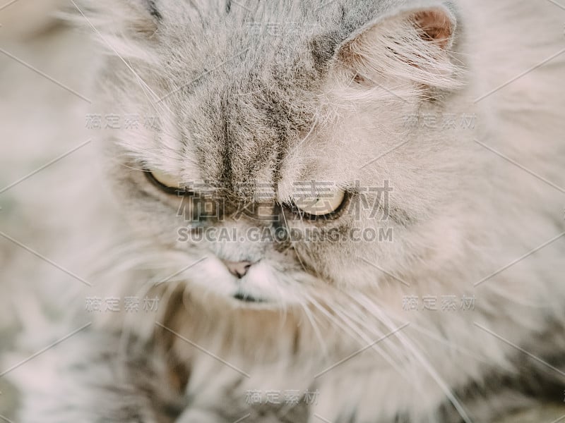 俯视图和头部照片从女性灰色波斯猫与长头发坐在花园与软焦点背景