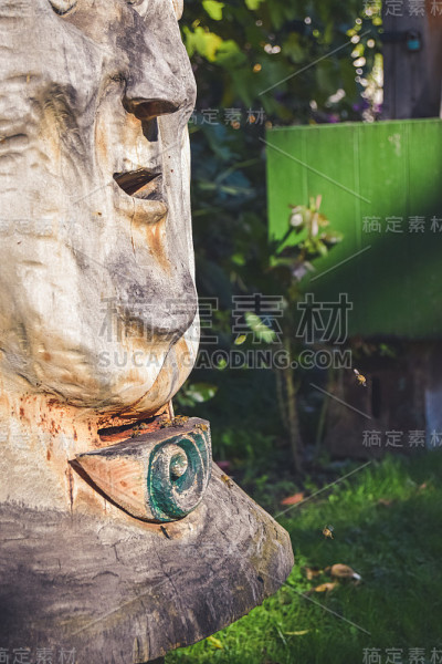 蜜蜂在一个公园里飞舞