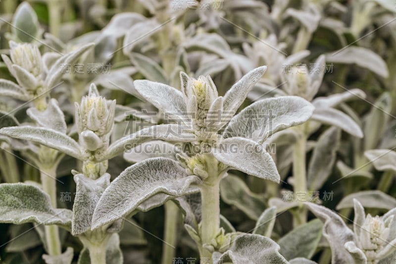 Stachys byzantina留下了特写。天然郁郁葱葱的植物用于观赏和美化公园和园林设计。