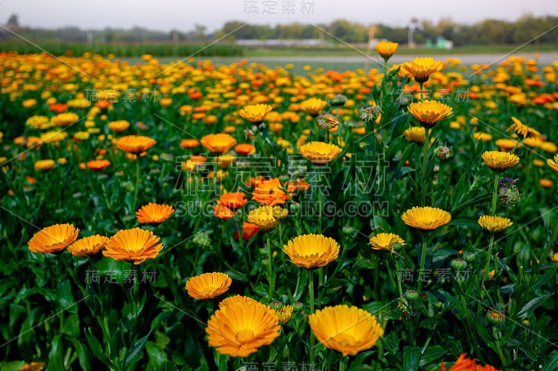 田野里盛开着橙黄色的菊花。花与绿叶在花园里，大自然的背景