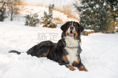 伯尔尼兹山犬