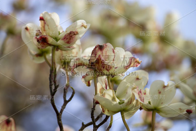 山茱萸的白色花，显示出疾病的征兆。