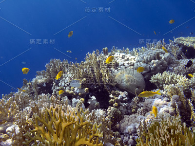 色彩斑斓的珊瑚礁水下景观与鱼类和珊瑚