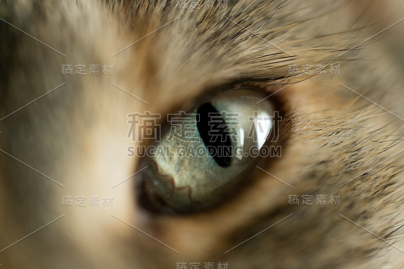 猫眼特写细节