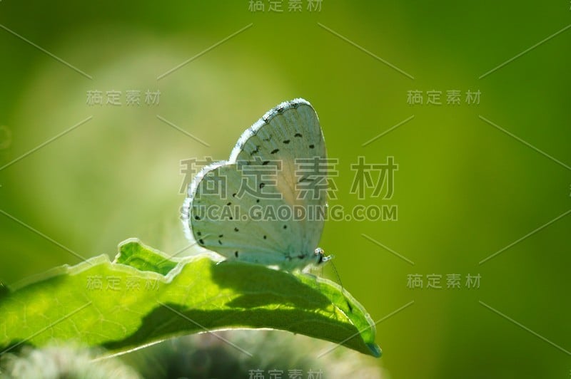 野花里的蝴蝶。花的风景。美丽精致的色彩。