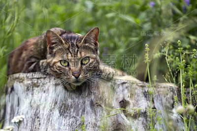 猫