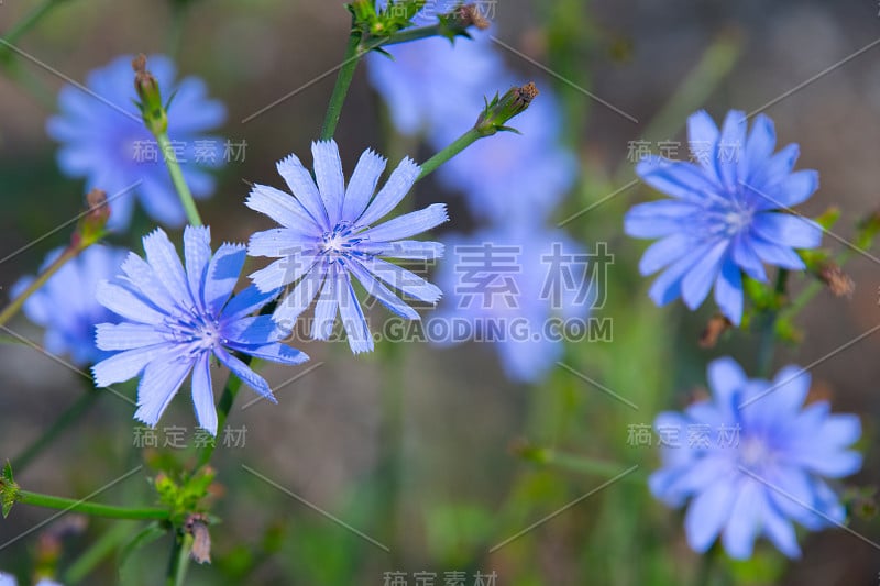 野花-蓝玉米花-印第安纳州霍华德县