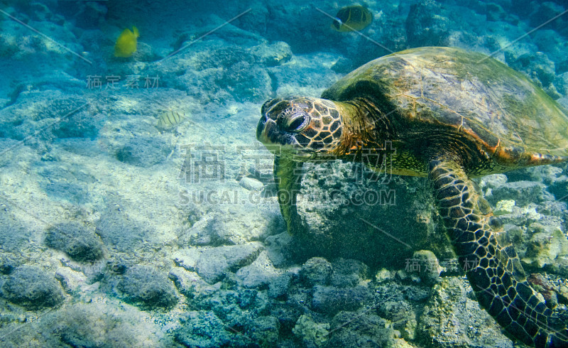 一张夏威夷绿海龟的水下照片