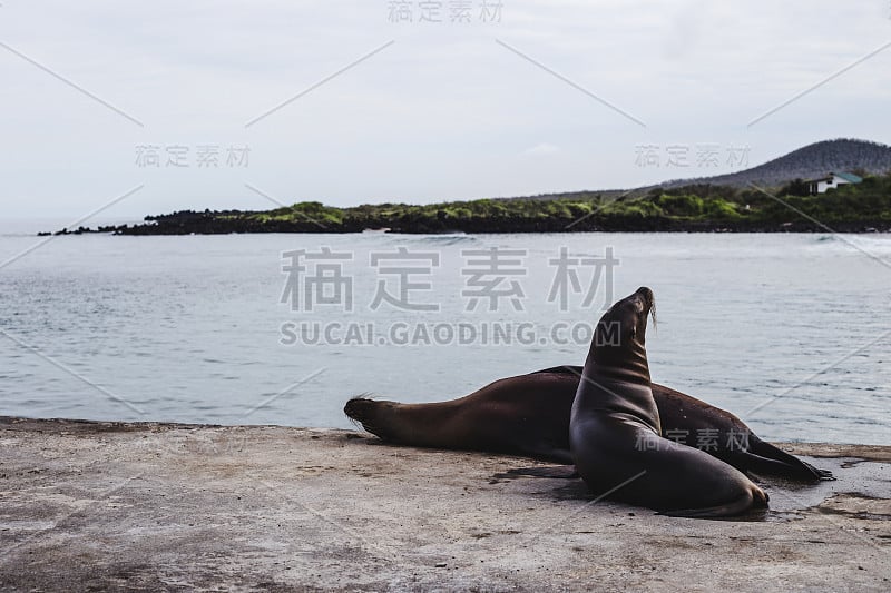 在厄瓜多尔加拉帕戈斯群岛的岩石海岸上，海狮懒洋洋地躺着