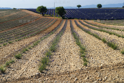 普罗旺斯(Provence)，薰衣草