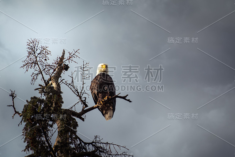 白头海雕