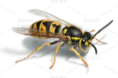 欧洲黄蜂