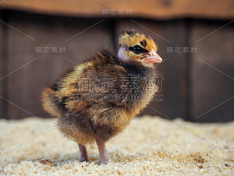 不寻常的鸡品种哥罗什亚鸡。小鸡的画像