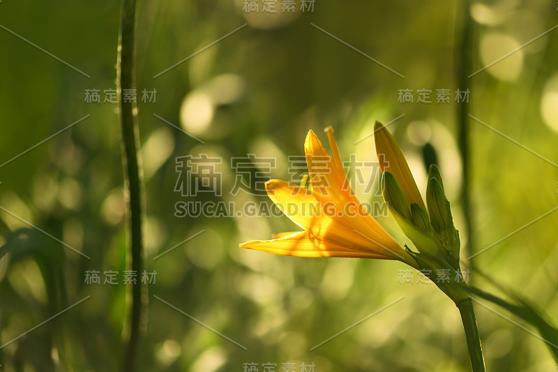 黄色的百合花在花园里。春夏背景