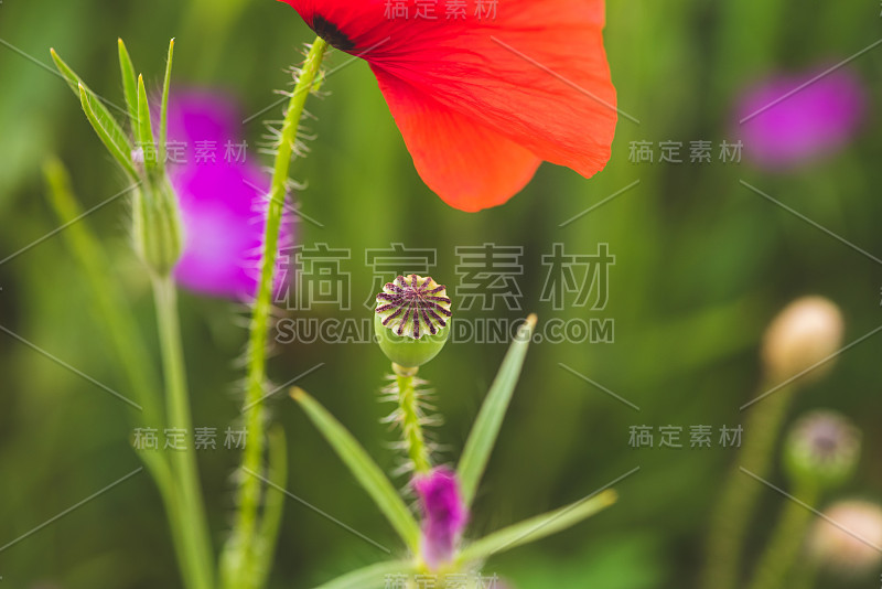 花花绿绿的草本草地上盛开着五颜六色的野花