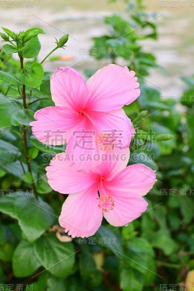 粉红木槿或玫瑰锦葵花