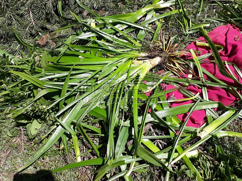 克什米尔的野菜