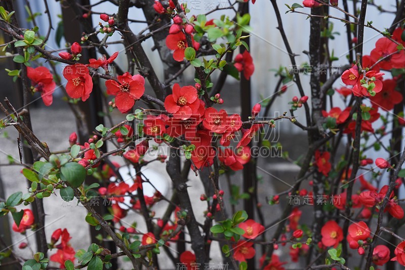 日本贴梗海棠的花朵