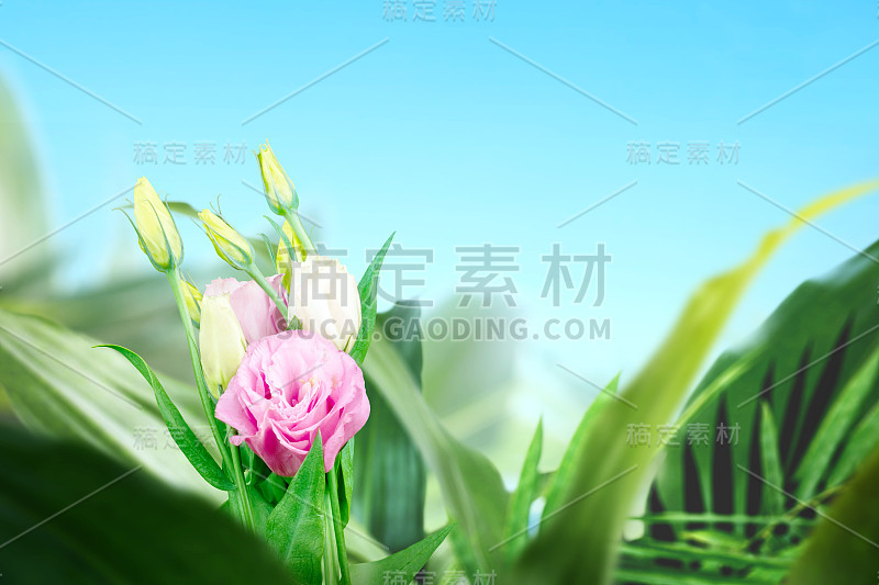 粉红色的桔梗花和绿色的热带叶